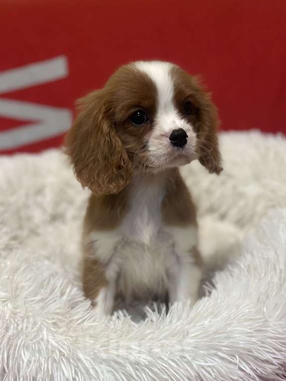 Собаки в Санкт-Петербурге: Щенки кавалер Кинг чарльз спаниеля  Мальчик, 100 000 руб. - фото 3