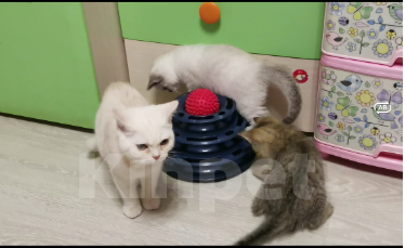 Кошки в Москве: Британцы котята мальчики и девочки  Мальчик, 12 000 руб. - фото 3