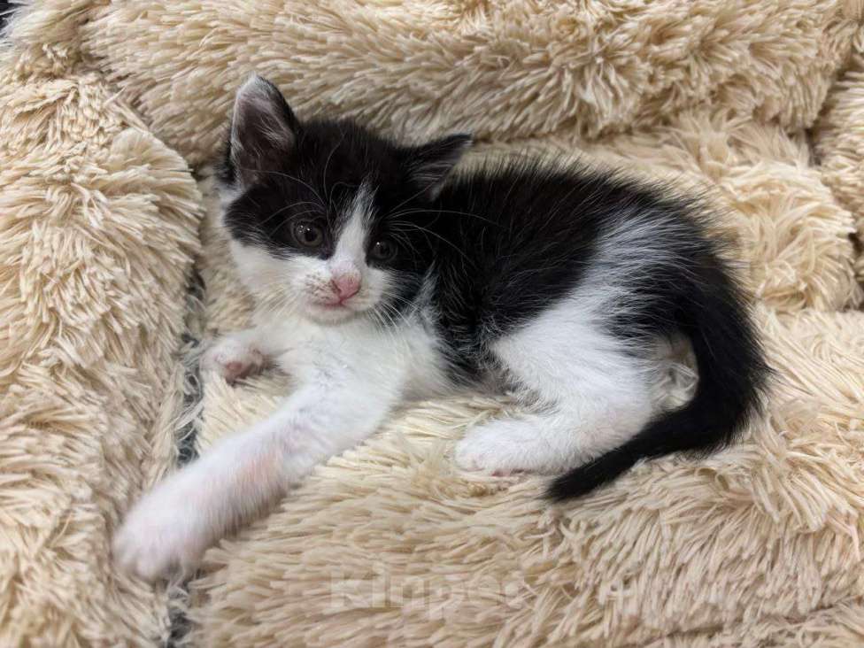 Кошки в Москве: Малютка Шанечка. Котенок в добрые руки. Девочка, Бесплатно - фото 6