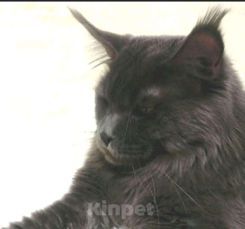 Кошки в Самаре: Племенной кот Мальчик, Бесплатно - фото 2