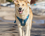 Собаки в Москве: Крупная собака в добрые руки Девочка, Бесплатно - фото 3