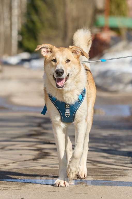 Собаки в Москве: Крупная собака в добрые руки Девочка, Бесплатно - фото 3