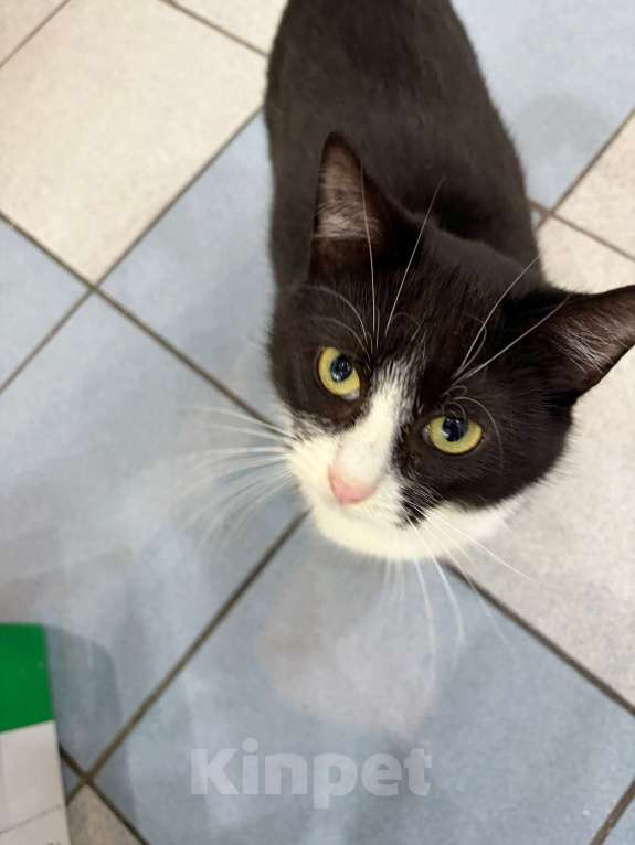 Кошки в Мурином: Кузьма — молодой джентльмен с большим любящим сердцем. Ищет семью ❤️ Мальчик, Бесплатно - фото 3