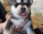 Собаки в Ярославле: Хаски щенки  Мальчик, 7 500 руб. - фото 2