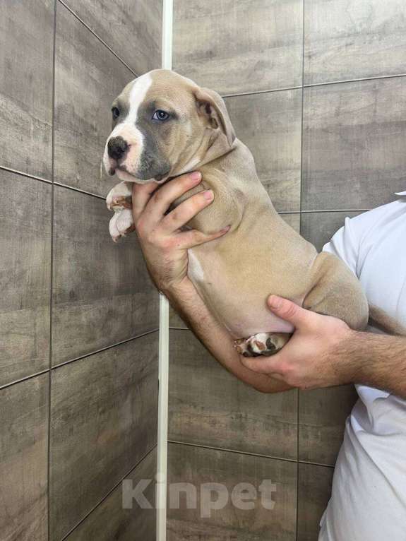 Собаки в других городах Воронежской области: Американский булли, щенок Мальчик, 60 000 руб. - фото 2