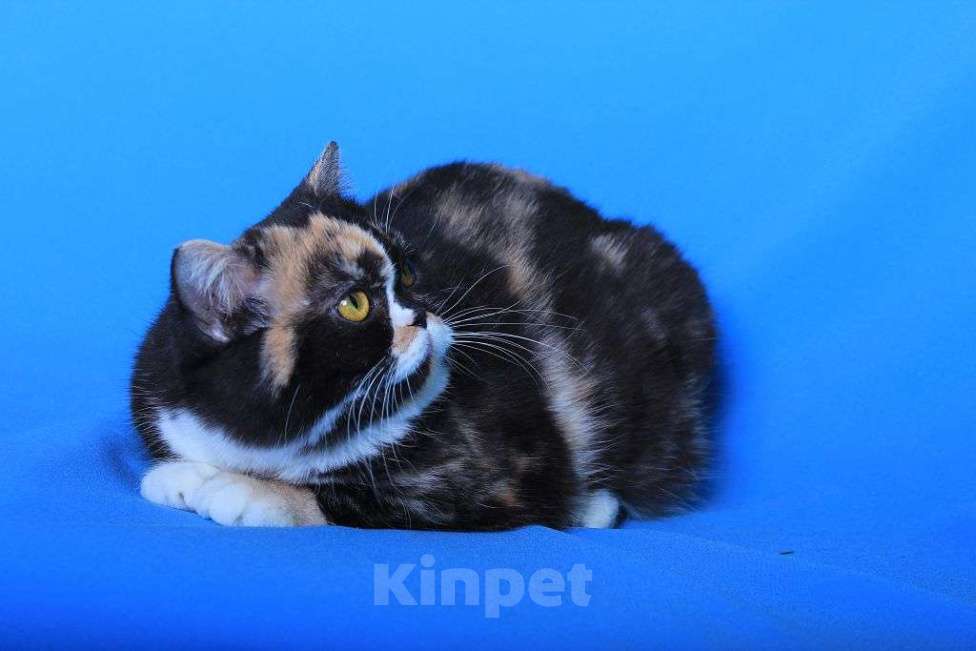 Кошки в Москве: Американская короткошерстная в дар Девочка, 1 руб. - фото 1