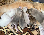Кошки в Казани: Шотландские котята Разнополые, 2 000 руб. - фото 1