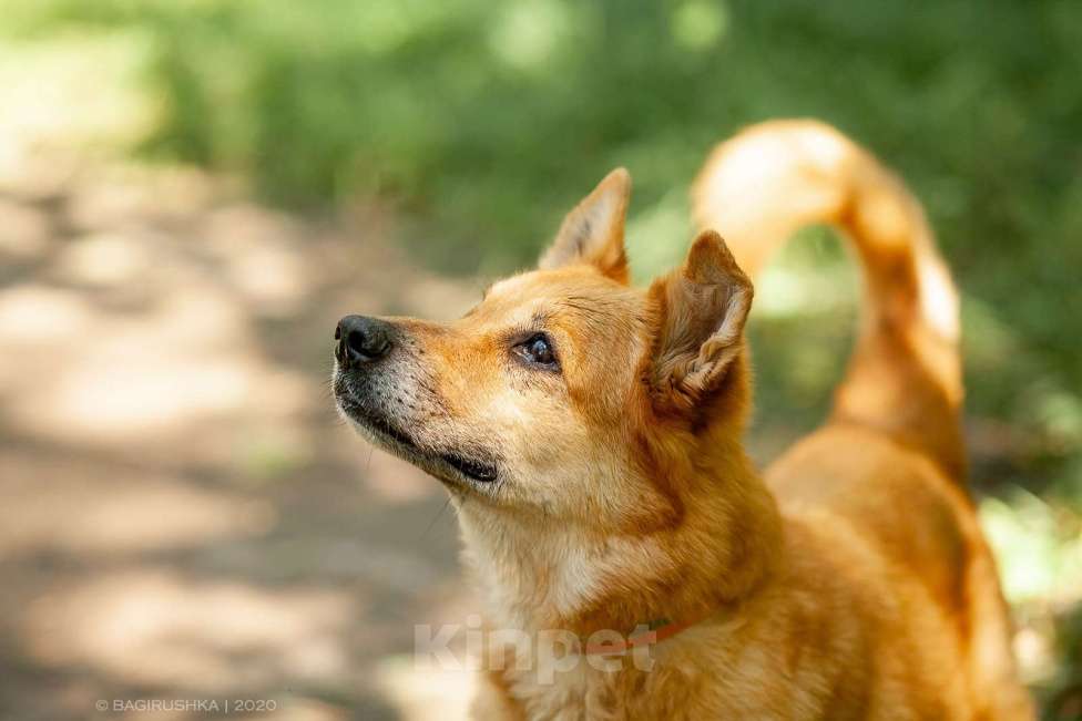 Собаки в Москве: Фил Мальчик, Бесплатно - фото 8