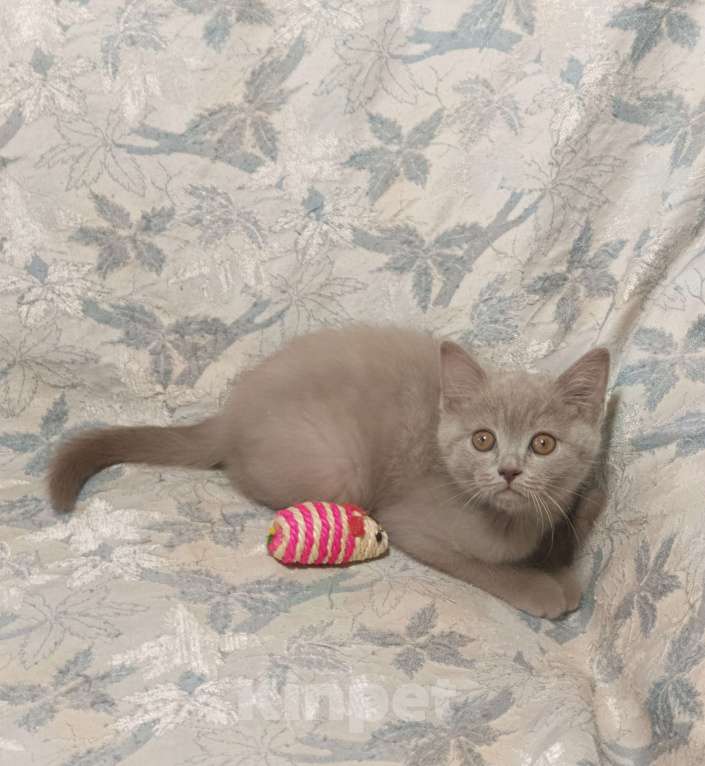 Кошки в Москве: Прямоухий  котенок лилового окраса Девочка, 20 000 руб. - фото 5