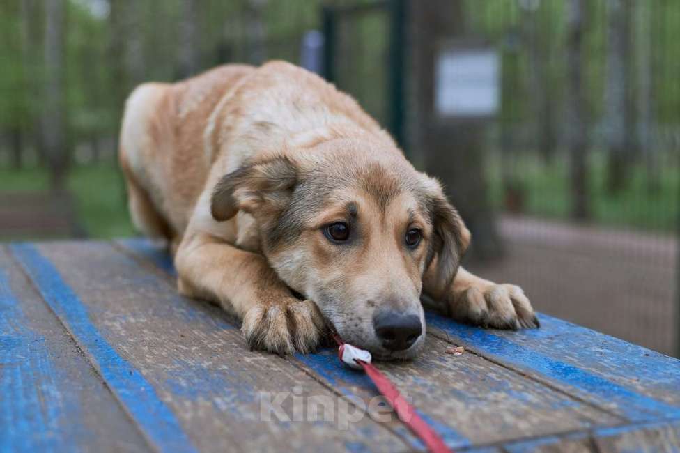 Собаки в Москве: классный мальчик сидит в приюте Мальчик, 100 руб. - фото 2