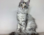 Кошки в Химках: Нежная девочка Мейн Кун Девочка, 50 000 руб. - фото 3