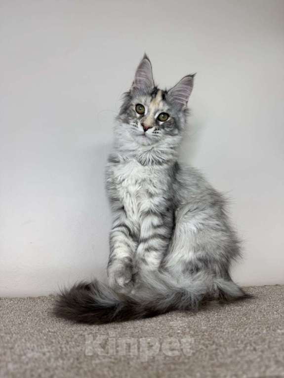 Кошки в Химках: Нежная девочка Мейн Кун Девочка, 50 000 руб. - фото 3