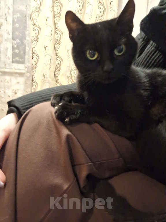 Кошки в Москве: Чернушка Девочка, Бесплатно - фото 2