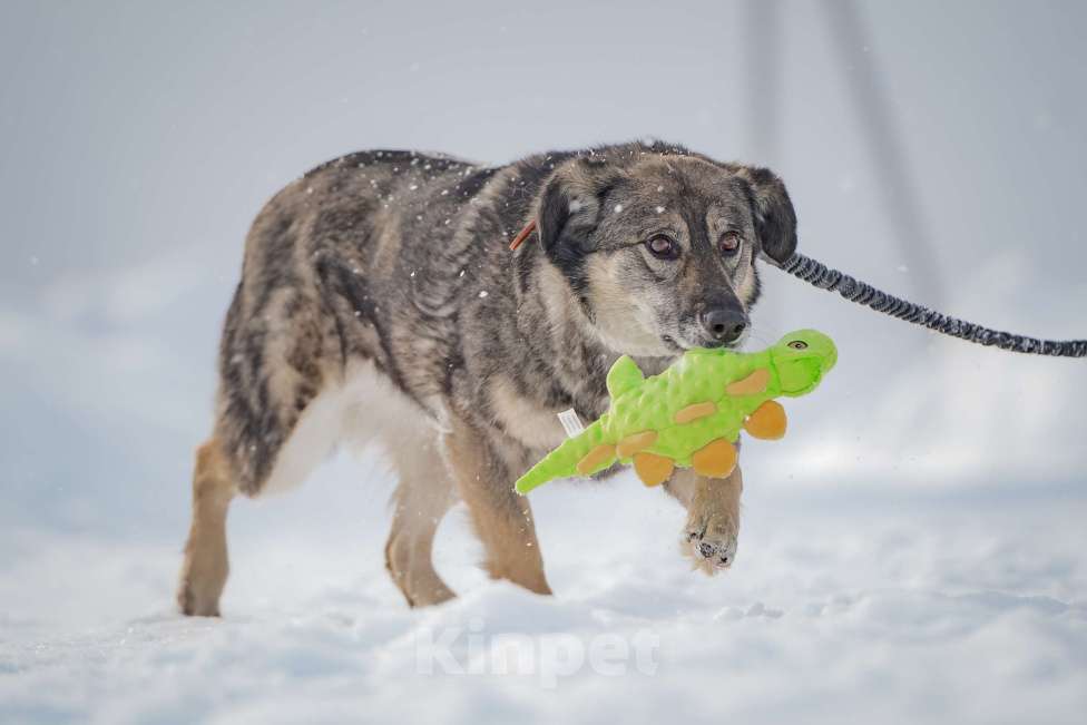 Собаки в Москве: Ласковая, жизнерадостная, позитивная Златочка ждет свою семью, мечтает о доме. Девочка, Бесплатно - фото 4