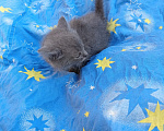 Кошки в Калуге: Котенок Мальчик, Бесплатно - фото 2