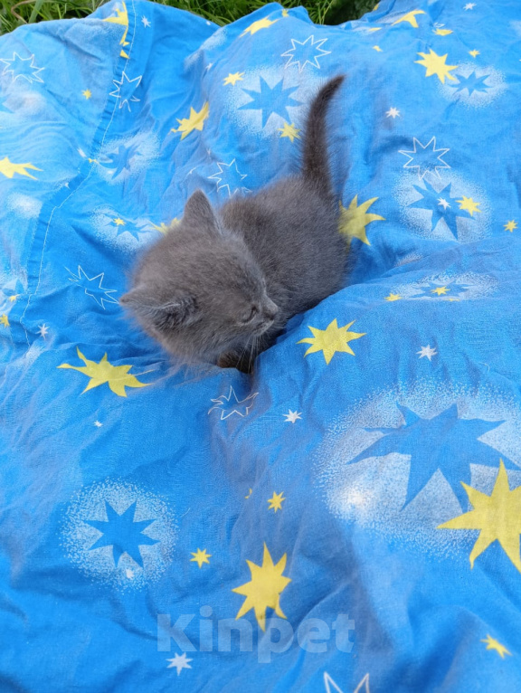 Кошки в Калуге: Котенок Мальчик, Бесплатно - фото 2