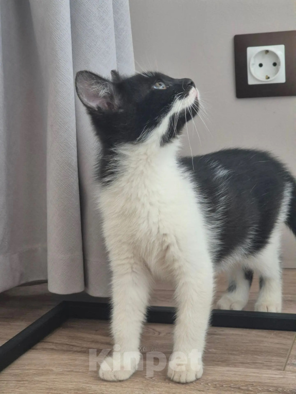 Кошки в Краснодаре: Котенок в добрые руки Мальчик, Бесплатно - фото 4