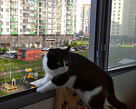 Кошки в Мурином: Кот в хорошие ркки Мальчик, 1 руб. - фото 1