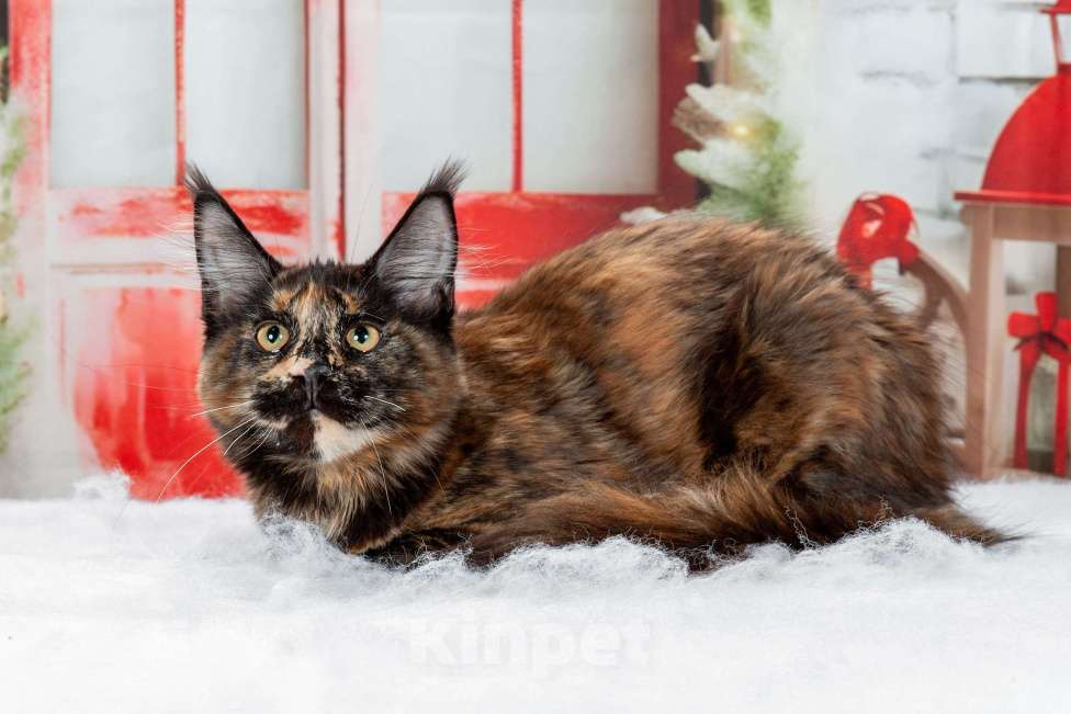 Кошки в Озерске: Кошечка в оригинальном окрасе Девочка, 35 000 руб. - фото 4