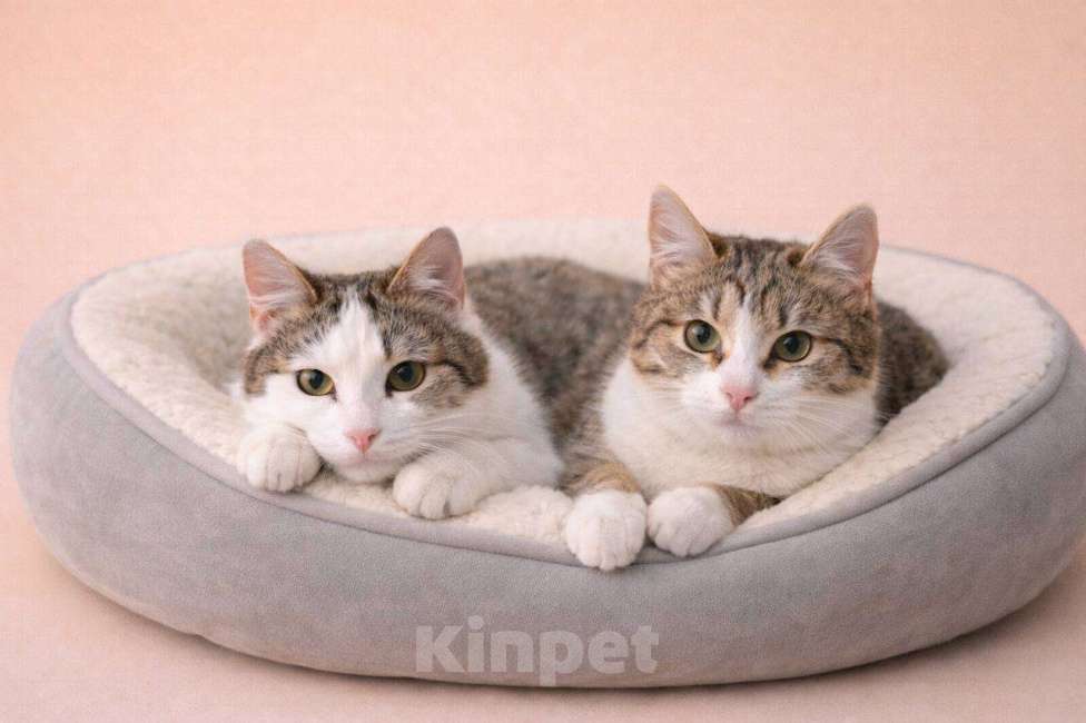 Кошки в Москве: Лилу и Юкки Девочка, Бесплатно - фото 3