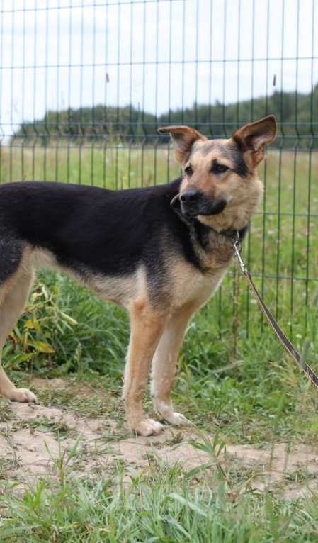 Собаки в Москве: Джессика, идеальная собака Девочка, Бесплатно - фото 5