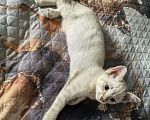 Кошки в Ижевске: котенок в добрые руки Мальчик, Бесплатно - фото 4