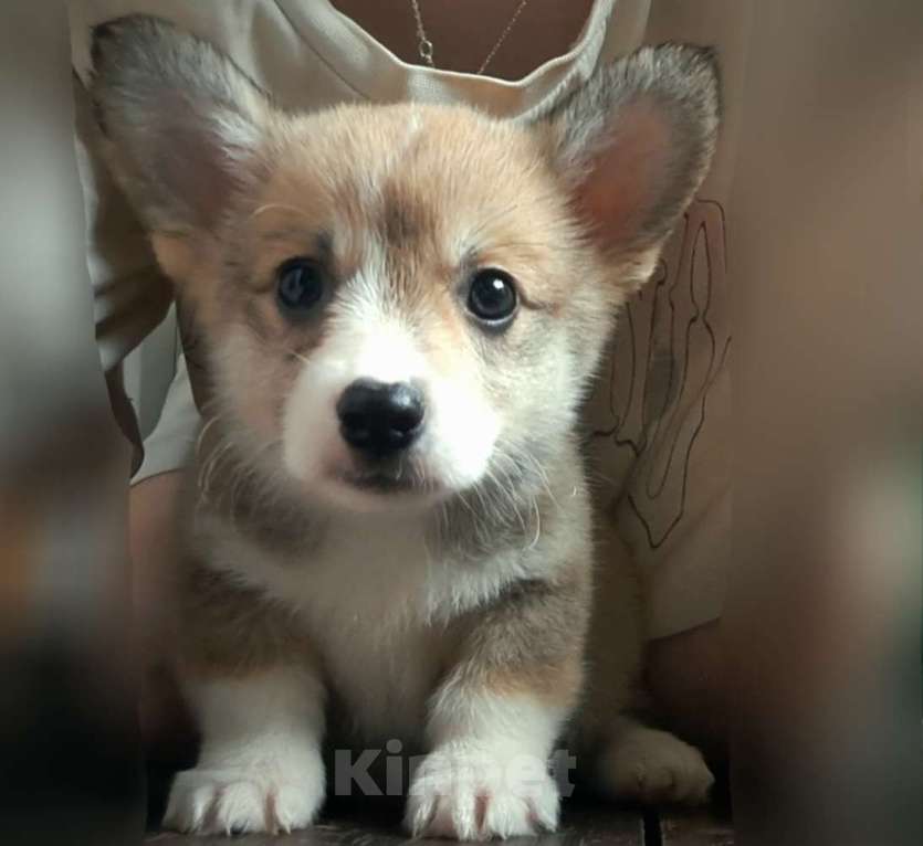 Собаки в других городах Ленинградской области: Корги щенок  Девочка, 120 000 руб. - фото 2