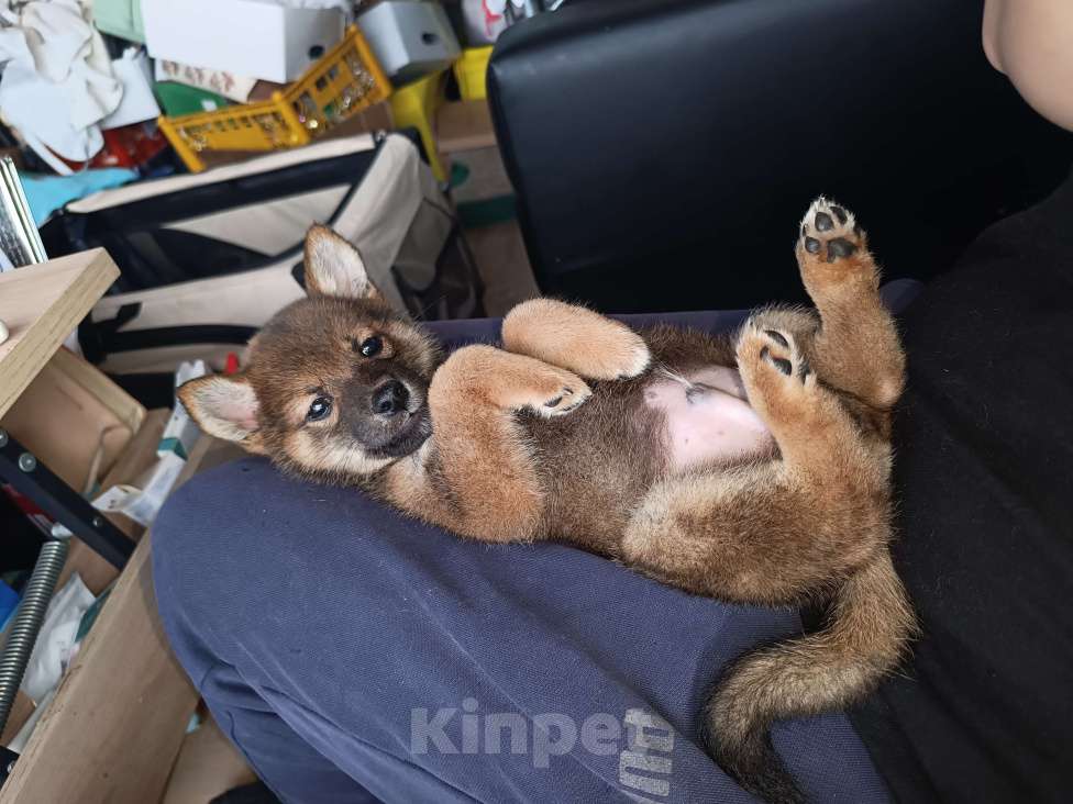 Собаки в Санкт-Петербурге: Сиба сезам Мальчик, 60 000 руб. - фото 1