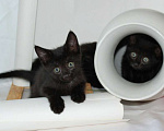 Кошки в Калуге: Три черненьких, веселеньких котенка - Норман, Мартин и Перчик в добрые руки. Мальчик, Бесплатно - фото 4