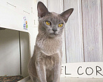 Кошки в Москве: Бурманский котенок голубого окраса, 60 000 руб. - фото 2