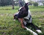 Собаки в Арсеньеве: СТАФ кабель ищет суку, 100 руб. - фото 1
