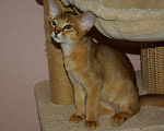 Кошки в Орле: Абиссинские котята Девочка, 20 000 руб. - фото 2