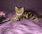 Кошки в Рязани: котенок шотландский Мальчик, 7 000 руб. - фото 2
