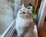 Кошки в Москве: Шотландский котенок, 10 000 руб. - фото 3