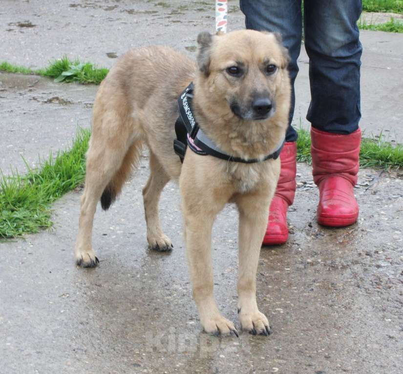 Собаки в Москве: Добрая, ласковая собака Лада всю жизнь ждет своего родного ЧЕЛОВЕКА! Девочка, Бесплатно - фото 3