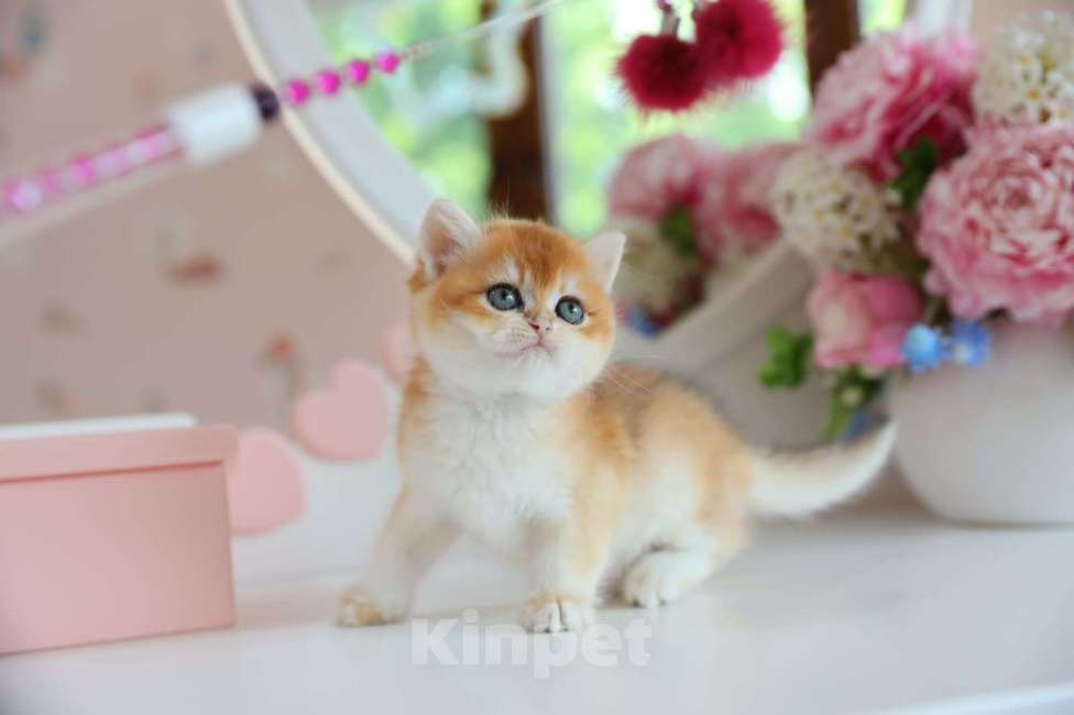 Кошки в Новосибирске: Pepita ny12 Девочка, 150 000 руб. - фото 4