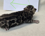 Кошки в Ростове-на-Дону: Бенгальский котенок Девочка, 60 000 руб. - фото 4