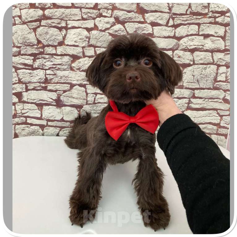 Собаки в Москве: Йорк горький шоколад девочка взрослая крупная Девочка, 49 000 руб. - фото 7