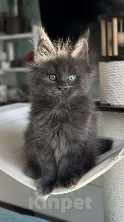 Кошки в Хабаровске: Полидакт мейн кун Мальчик, 150 000 руб. - фото 2