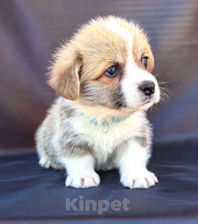 Собаки в Москве: Вельш корги пемброк готов к переезду в апреле Мальчик, 60 000 руб. - фото 10