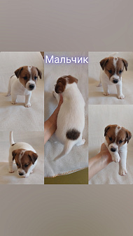 Щенки Джек рассел терьер