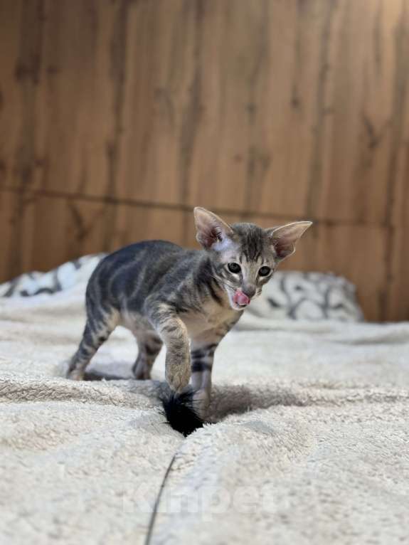 Кошки в Сочи: Ориентальный котёнок Мальчик, 30 000 руб. - фото 4