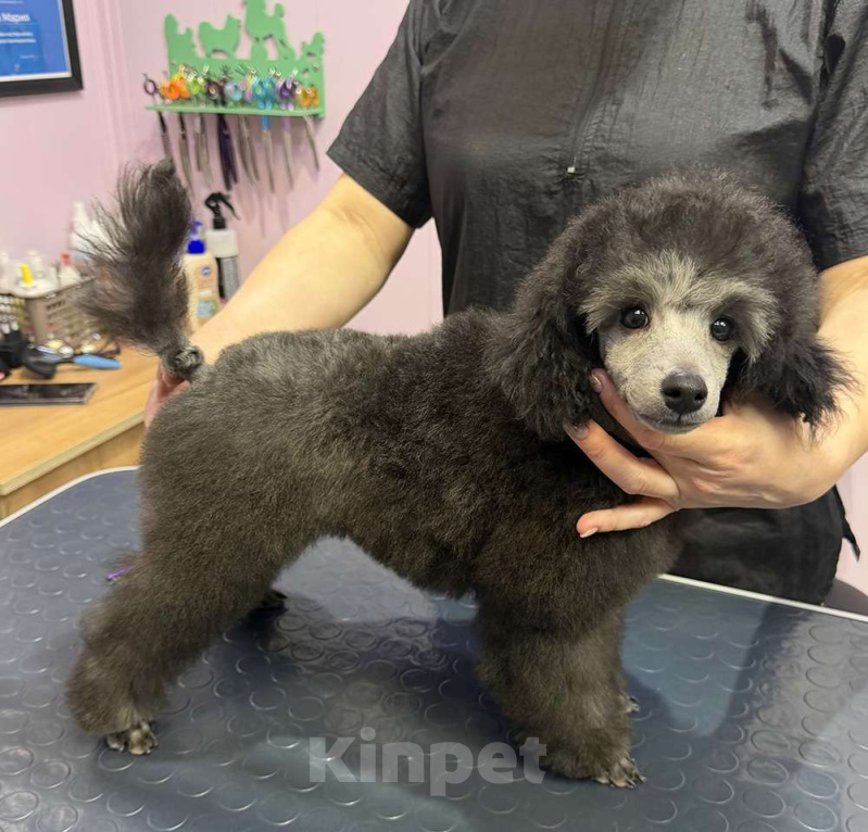 Собаки в Долгопрудном: Щенок  пуделя мальчик серебристый Джентли Борн Рондо  Мальчик, 120 000 руб. - фото 2