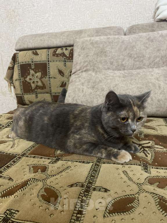 Кошки в Стерлитамаке: Кошка Девочка, Бесплатно - фото 2