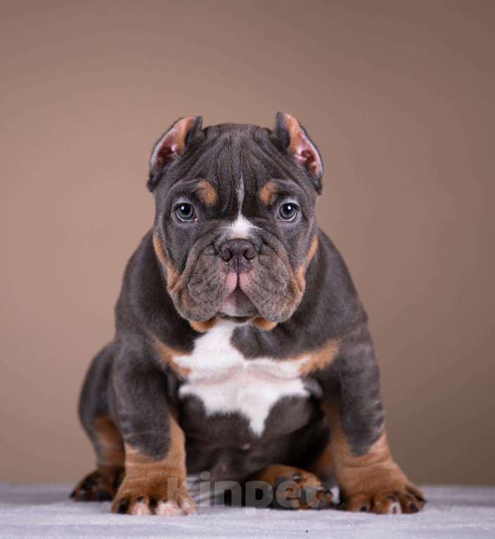 Собаки в Всеволожске: Американский булли  Мальчик, 100 000 руб. - фото 1