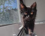 Кошки в Саратове: Черный котенок Девочка, Бесплатно - фото 2