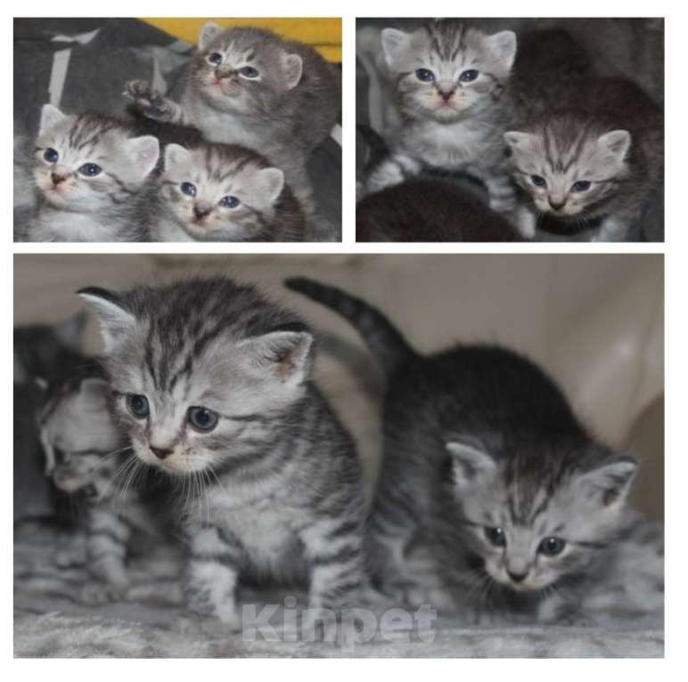 Кошки в Энгельс-19: Британская порода  Девочка, 4 500 руб. - фото 3