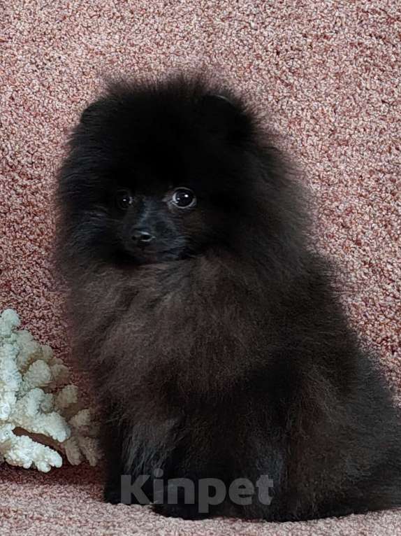 Собаки в других городах Московской области: Щенок померанский шпиц Мальчик, 70 000 руб. - фото 2