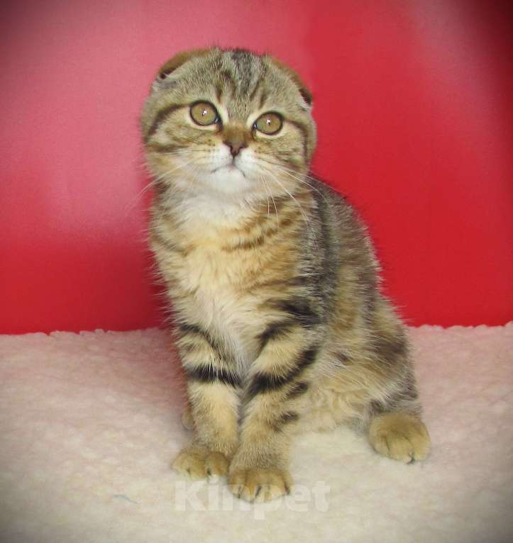 Кошки в Санкт-Петербурге: шотландская кошечка фолд Девочка, Бесплатно - фото 5