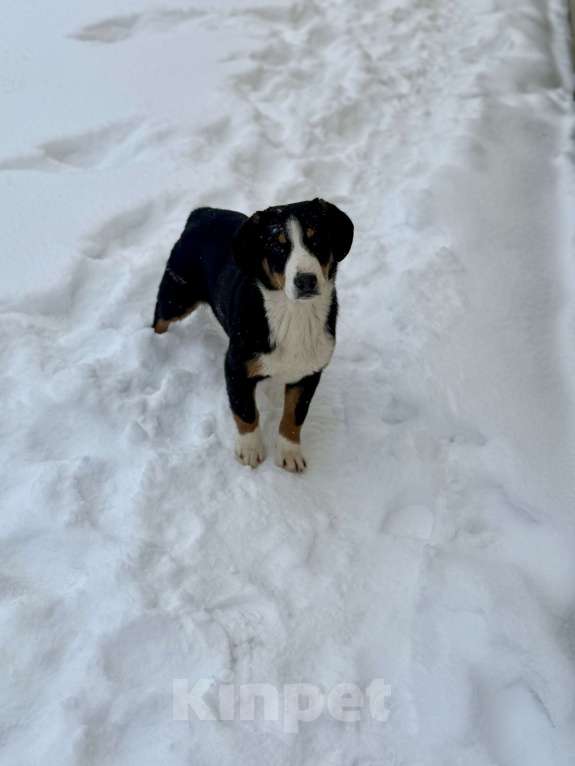 Собаки в Москве: Энтлебухер супер друг Мальчик, 30 000 руб. - фото 2